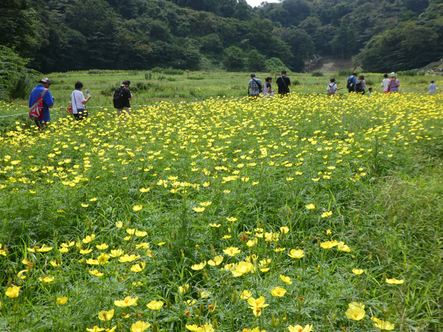 Pokémon GO Safari Zone in YOKOSUKA